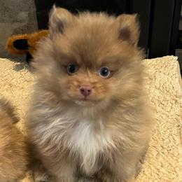 Miwok - Beaver male Pomeranian puppy in Bentonville, Arkansas from Hummingbird & Fox