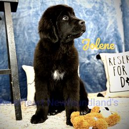Jolene - White and black Newfoundland puppy in Cortez, Colorado from Bear Heart Newfoundlands, LLC