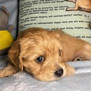 Cavachons from Lindy’s Cavachons