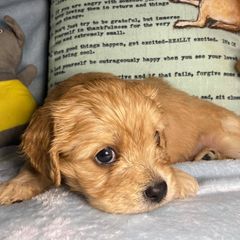 Cavachons from Lindy’s Cavachons