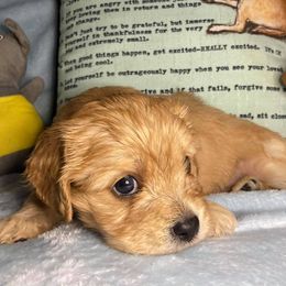Cavachons from Lindy’s Cavachons