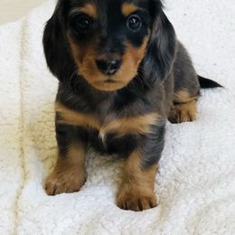 Dachshund Puppies from Longboard Dachshunds