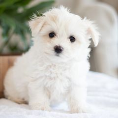 Maltipoo, Shichon, and Shihpoo Puppies from Timbercreek Puppies