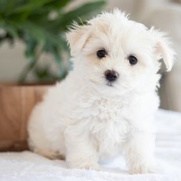 Maltipoo, Shichon, and Shihpoo Puppies from Timbercreek Puppies