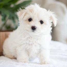 Maltipoo, Shichon, and Shihpoo Puppies from Timbercreek Puppies
