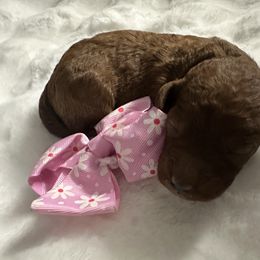 AKC Girl 2 - Red  female Poodle puppy in Southwest Ranches, Florida from Herringbone ‘s Poodles