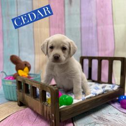 Cedar - Champagne male Dilute Retriever puppy in Forest City, Iowa from Helm Labs