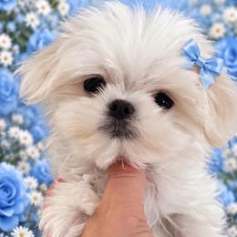 Aramis tiny - White male Maltese puppy in San Diego, Temecula, Ontario, California from Yorkie & Maltese Royalty
