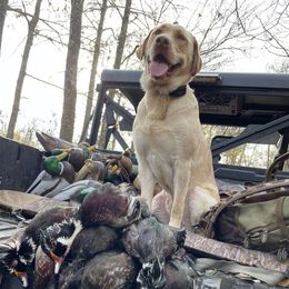 Slick - Labrador Retriever