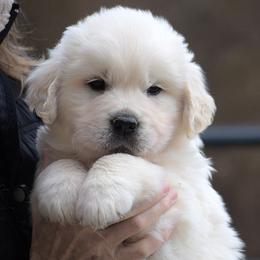 Black Male - Light golden male Golden Retriever puppy in Hagerstown, Maryland from Pinewood Acres Goldens