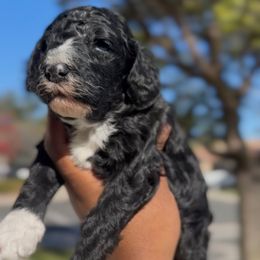 Tidings - Black male Poodle puppy in Corona, California from Garden Of Poodles