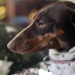 Gracie - Dachshund