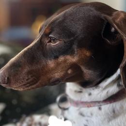 Gracie - Dachshund