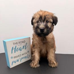 Green - Wheaten male Soft Coated Wheaten Terrier puppy in Grand Prairie, Texas from Wonderful Wheatens