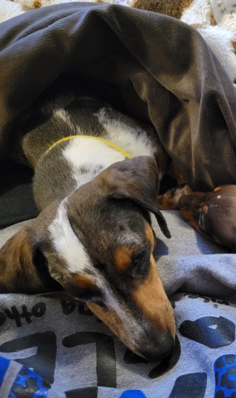 Motley - Dachshund