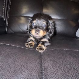 Penny AKC Very Small Minnie - Black and tan female Dachshund puppy in Magnolia, Texas from J&R Macias Dachshunds