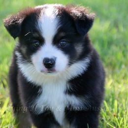 Miniature Australian Shepherds and Toy Australian Shepherds from Flying H Toy and Mini Aussies