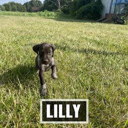 German Shorthaired Pointer Puppies from LyonHeart Kennels