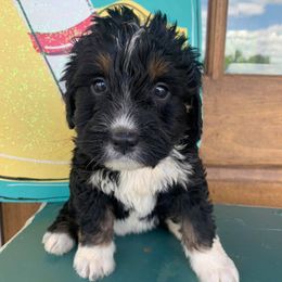 Aussiedoodles and Goldendoodles from Hickory Lane Doodles