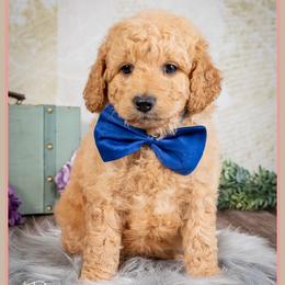 Marley - Red  male Goldendoodle puppy in Connersville, Indiana from Deaz Doodle Ranch