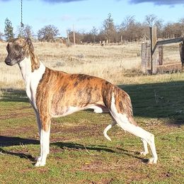 RICOCHET - Whippet