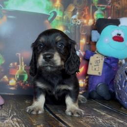 Sirius - Black and cream male Dachshund puppy in Floresville, Texas from Muddy River Dachshunds