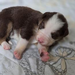 Liberty - Tri-color female Border Collie puppy in Watsontown, Pennsylvania from Kate Gresham