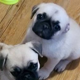 Pugs from Anselmi's Pugs
