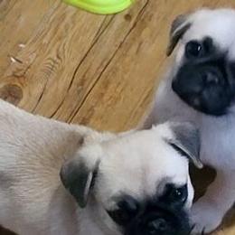 Pugs from Anselmi's Pugs