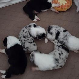 Australian Shepherd and Chow Chow Puppies from Calypso Chow Chows and Australian Shepherds