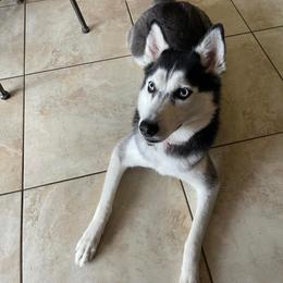 Siberian Husky All Grown Up from DJ Huskies