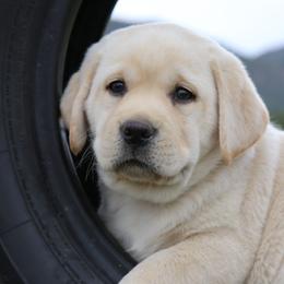 Labrador Retrievers from Katrina Tolbert
