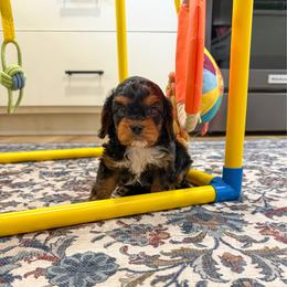 Roscoe - Black and tan male Cavapoo puppy in Beresford, South Dakota from DAKOTA DOOD RANCH
