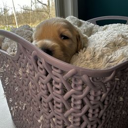 Goldendoodle puppies from The Perfect Doodle Paw