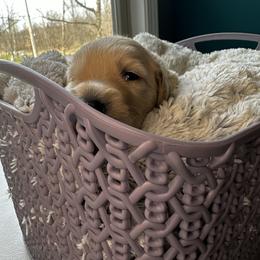 Goldendoodle puppies from The Perfect Doodle Paw