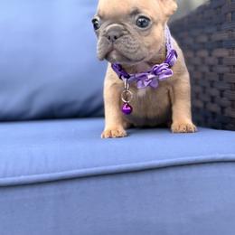 French Bulldog and Goldendoodle Puppies from Haus of Pawz