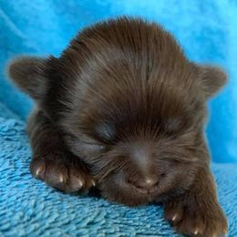 Shih Tzus from Itsy Bitsy Puppies