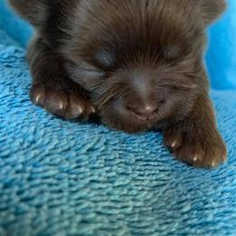 Shih Tzus from Itsy Bitsy Puppies