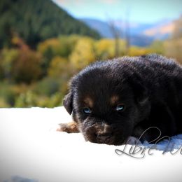 Australian Shepherd Puppies from Libre Winds Australian Shepherds