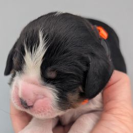 English Springer Spaniel puppies from Karen Freitas