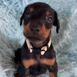 Boy 2 - male Doberman Pinscher puppy in Centralia, Missouri from TopSpots Farm