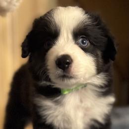 Neon Green Collar - Black tri female Miniature American Shepherd puppy in Estacada, Oregon from Malachi Kennels