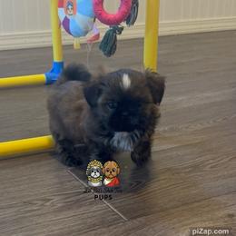 Arlo - Sable and white male Shih Tzu puppy in Walkertown, North Carolina from Lil’ Bit’s Shih Tzu