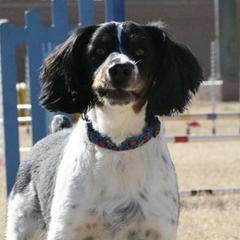 Stabyhouns from Desert Shadow