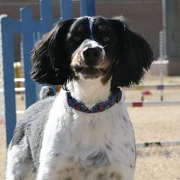 Stabyhouns from Desert Shadow