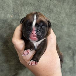 Hazel - Fawn female Boxer puppy in Briggs, Texas from Dark Horse Boxers
