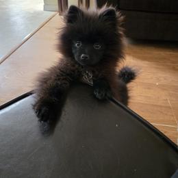 Pomeranian Puppies from Mary's Pomeranians