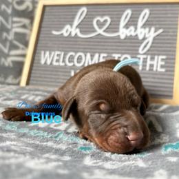 Blue - Red and rust male Doberman Pinscher puppy in Xenia, Ohio from Davis Family Dobermans