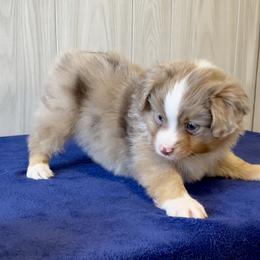 Miniature Australian Shepherd and Toy Australian Shepherd Puppies from Triple J Aussies