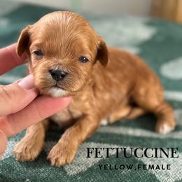Fettuccine - Red female Cavapoo puppy in Pagosa Springs, Colorado from Selah Mountain Dogs